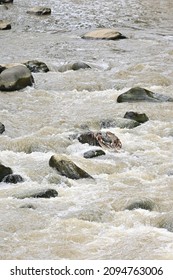 Stones In The Ciliwung River