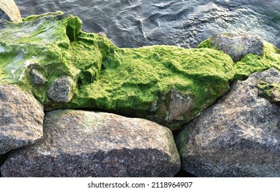 Stones Covered By Green Seaweeds Emerge From Sea. Ultra Bright Green Seaweeds. Super Contrast.