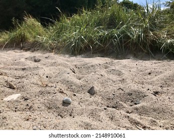 Stones Dipped In White Sand With Lemongrass Bush In The Background 