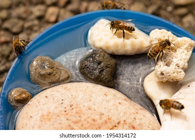 Stones and Light Expanded Clay Agrregates in a water bowl for insects. Honeybees are very thirsty and need stones in their water bowl so they can stand on them while drinking. Corals are appriciated. - Powered by Shutterstock