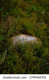 Stones Lying On The Moss And Unwanted Flora, Closeup, Macro, From Above, Texture Of A Forest Floor With Green Moss, Twigs And Dried Leaves. Eco-friendly Forest Cover In Natural Habitat