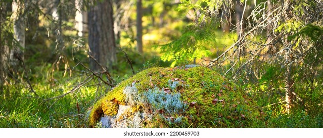 Stones With Moss And Lichen, Evergreen Trees, Close-up. Spring In The Forest. Environmental Conservation In Kasmu Nature Reserve, Estonia