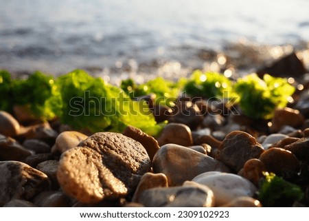 Stones on the beach. Algae are thrown onto the pebbles by a wave. Ulva, a genus of marine green algae of the Ulvaceae family. Sea lettuce. Montenegro, Adriatic sea, Mediterranean. Bay of Kotor.