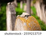 Stones on an old grave at the Jewish cemetery in Muszyna, southern Poland.