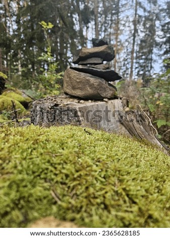 stones on a treestump whit green moss