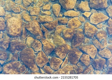 Stones And Seaweed On The Natural Sea Bottom. Background Texture Of The Ground Structure Under Clear Water. The Rough Pattern Could Be An Abstract Backdrop. Top Down View On Rocks At The Sea Shore.