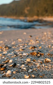 stones and shells on the sand on the beach