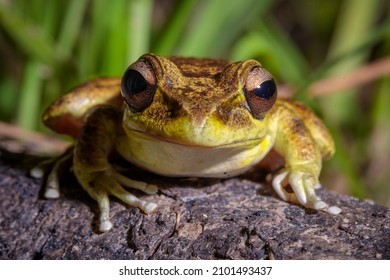 A stoney creek frog on a frog front on with green reeds in the background - Shutterstock ID 2101493437