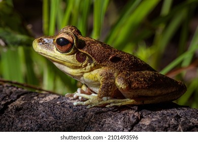 A stoney creek frog on a rock, side-on with green reeds in the background - Shutterstock ID 2101493596