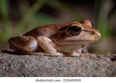 A stoney creek frog on a rock, side-on with green reeds in the background - Shutterstock ID 2101493599
