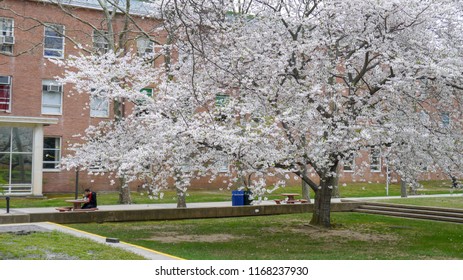 Stony Brook, New York, USA, April 18, 2013. Spring And Cherry Blossom. 