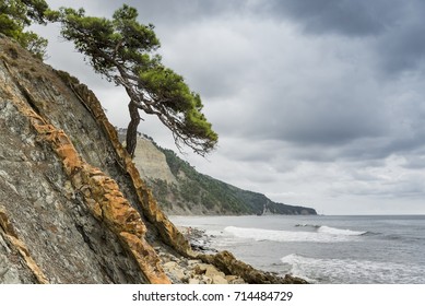 Stony coast and a lonely tree on the rocks. - Powered by Shutterstock