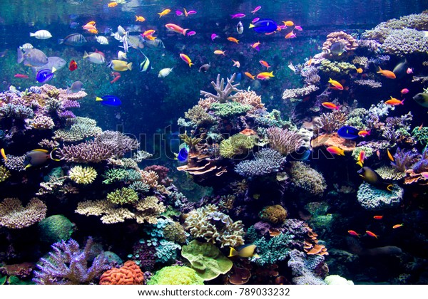 Stony Coral Reef Tank Schooling Marine Stock Photo 789033232 | Shutterstock