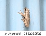 Stony creek frog. Its other names Ranoidea wilcoxii, eastern stony creek frog, tree frog and Wilcox frog. Indian flying frogs. 