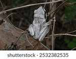 Stony creek frog. Its other names Ranoidea wilcoxii, eastern stony creek frog, tree frog and Wilcox frog. Indian flying frogs. 