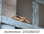 Stony creek frog. Its other names Ranoidea wilcoxii, eastern stony creek frog, tree frog and Wilcox frog. Indian flying frogs. 