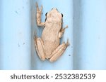 Stony creek frog. Its other names Ranoidea wilcoxii, eastern stony creek frog, tree frog and Wilcox frog. Indian flying frogs. 