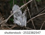 Stony creek frog. Its other names Ranoidea wilcoxii, eastern stony creek frog, tree frog and Wilcox frog. Indian flying frogs. 