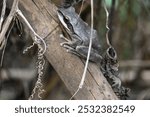 Stony creek frog. Its other names Ranoidea wilcoxii, eastern stony creek frog, tree frog and Wilcox frog. Indian flying frogs. 