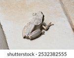 Stony creek frog. Its other names Ranoidea wilcoxii, eastern stony creek frog, tree frog and Wilcox frog. Indian flying frogs. 