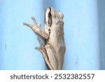 Stony creek frog. Its other names Ranoidea wilcoxii, eastern stony creek frog, tree frog and Wilcox frog. Indian flying frogs. 