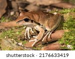 Stony Creek Frog resting on rainforest floor
