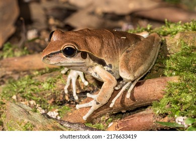 Stony Creek Frog Resting On Rainforest Floor