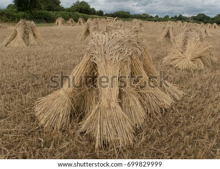 Stooks, Groups of Sheaves of Wheat Used for Thatching Roofs, in a Field in Rural Devon, England, UK