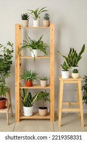 Stools and shelving unit with different houseplants near light wall - Shutterstock ID 2219358331