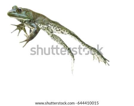 stop action Leaping and jumping Frog on the go on white background