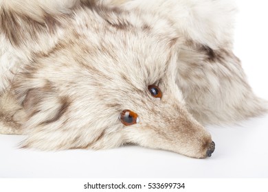Stop killing animals. Silver fox. Dead silver fox fur. Sad fox. Sad fox face. - Shutterstock ID 533699734