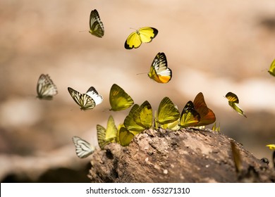 Stop Motion Of Butterflies Are Flying In Thailand