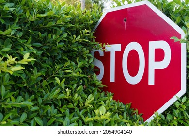 The stop sign is obscured by trees, making it difficult to see while driving - Shutterstock ID 2054904140
