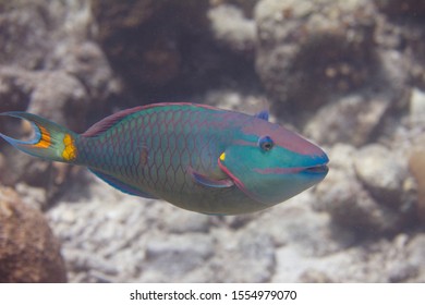 15,507 Bahama Fish Images, Stock Photos & Vectors | Shutterstock