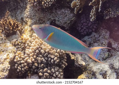 Stoplight parrotfish. Red Sea, Egypt.    - Shutterstock ID 2152704167