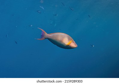 Stoplight parrotfish. Red Sea, Egypt. - Shutterstock ID 2159289303