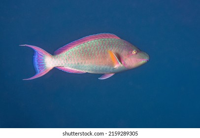 Stoplight parrotfish. Red Sea, Egypt. - Shutterstock ID 2159289305