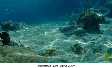 Stoplight parrotfish (Sparisoma viride) undersea, Caribbean Sea, Cuba, Playa Cueva de los peces - Shutterstock ID 2190658259