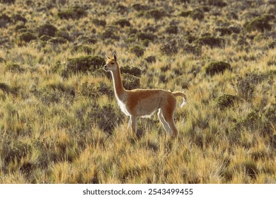 A vicuña stops in the middle of the vast and peaceful vegetation of the Andean highlands, standing out for its natural elegance in this wild environment. - Powered by Shutterstock