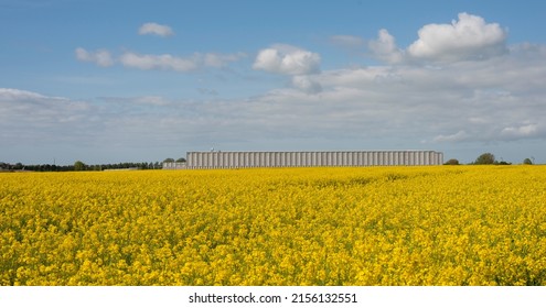 Storage building for the for the Royal Danish Library and National Museum in a yellow rapeseed field at Vinge, Denmark, May 14, 2022