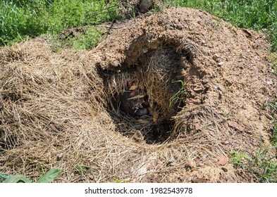 Storage Clamp Opened In The Spring. Created From Layers Of Straw And Earth For Storing Rroot Vegetable In Winter