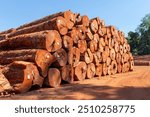 Storage yard with piles of logs extracted from the brazilian Amazon rainforest in a sustainable forest management project