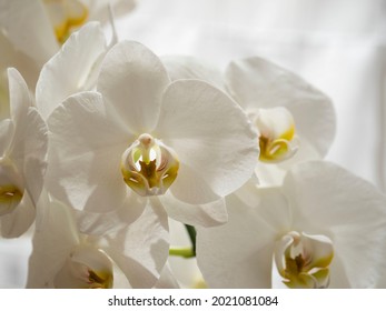 storczyk kwiat biały jasny światło - Shutterstock ID 2021081084