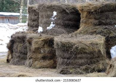 Storing Bales Of Hay For Winter Livestock Feed.