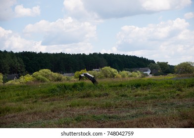Stork.
