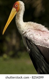 stork