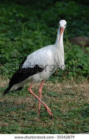 Similar – Foto Bild Storch auf grünem Rasen