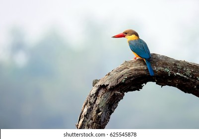 Stork Billed Kingfisher