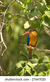 Stork Billed Kingfisher On Tree