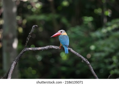 Stork Billed Kingfisher Perched On Tree Branch.